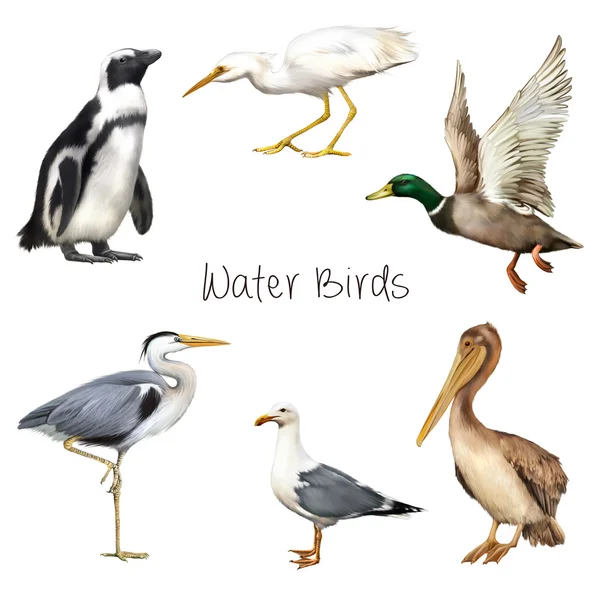 Водні птахи ізольовані на білому тлі . — стокове фото