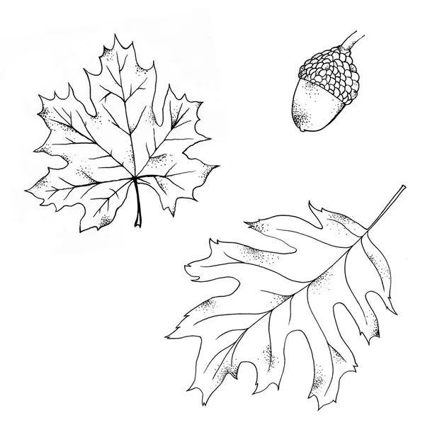 단풍나무, 참나무와 도토리의 잎 — 스톡 사진