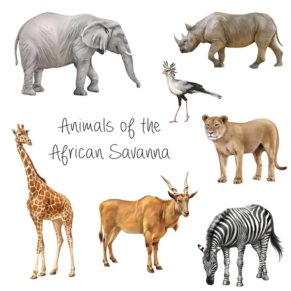 Afrika savana hayvanlar