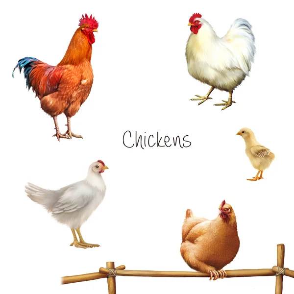 Rooster, chicken, hen, baby chick — Stock Photo, Image
