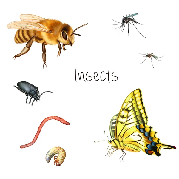 Insects on white background — Stock Photo, Image
