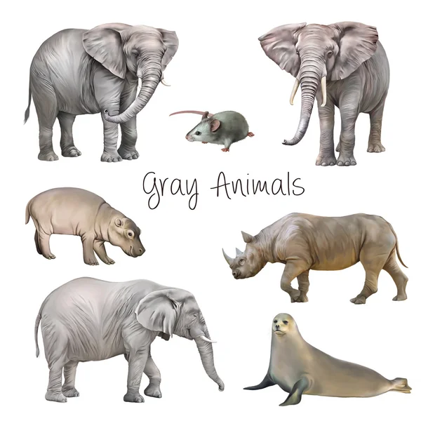 Verschiedene Arten von grauen Tieren — Stockfoto