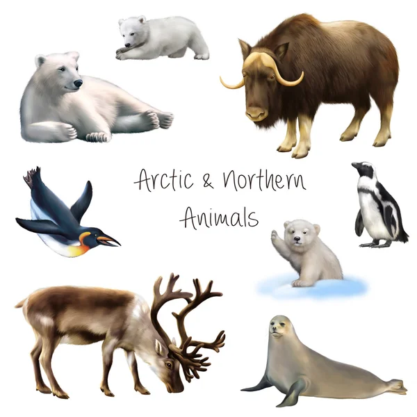 Arctic and northern animals — Stock Photo, Image