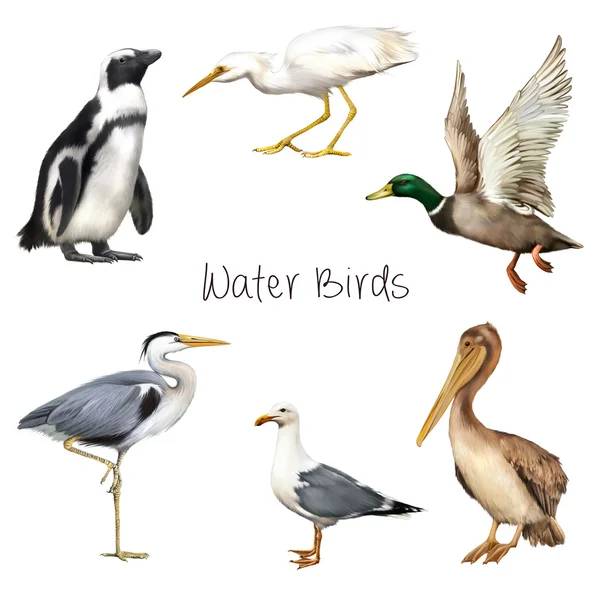 Water birds isolated on white background. — Stock Image Water birds isolated on white background. Stock Image