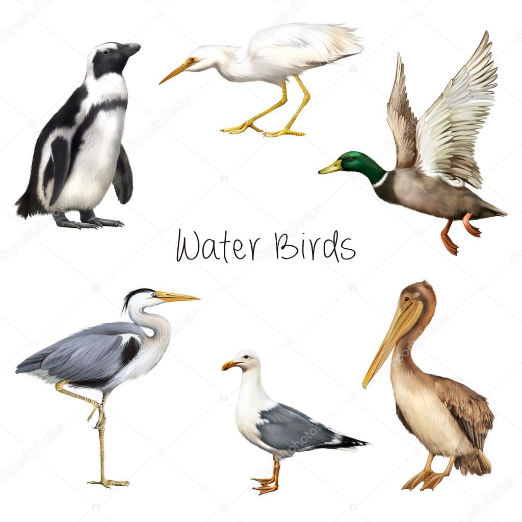 Water birds isolated on white background.