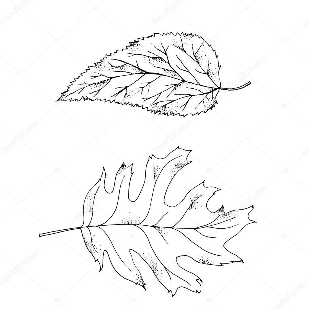 Black Hand gezeichnete Blätter — Stockfoto © artnature #81061056