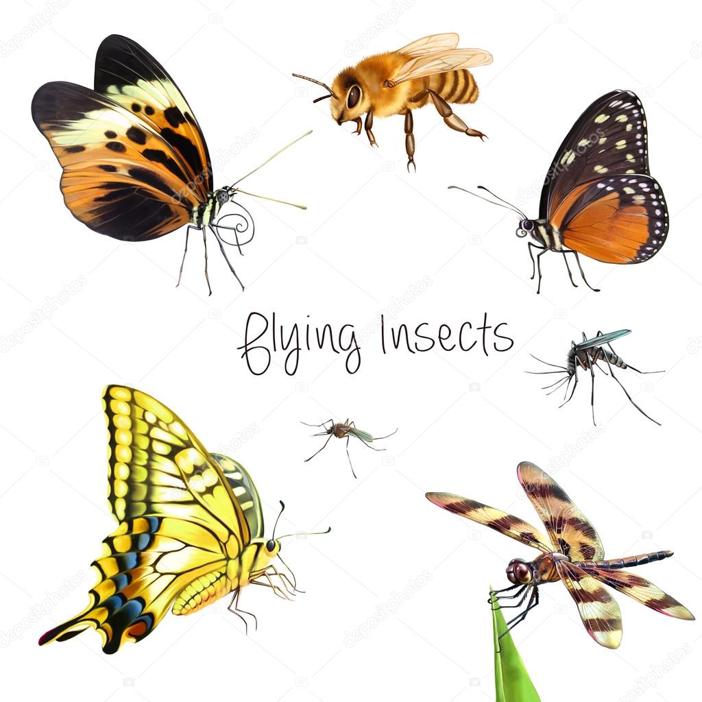 Insects isolated on white background