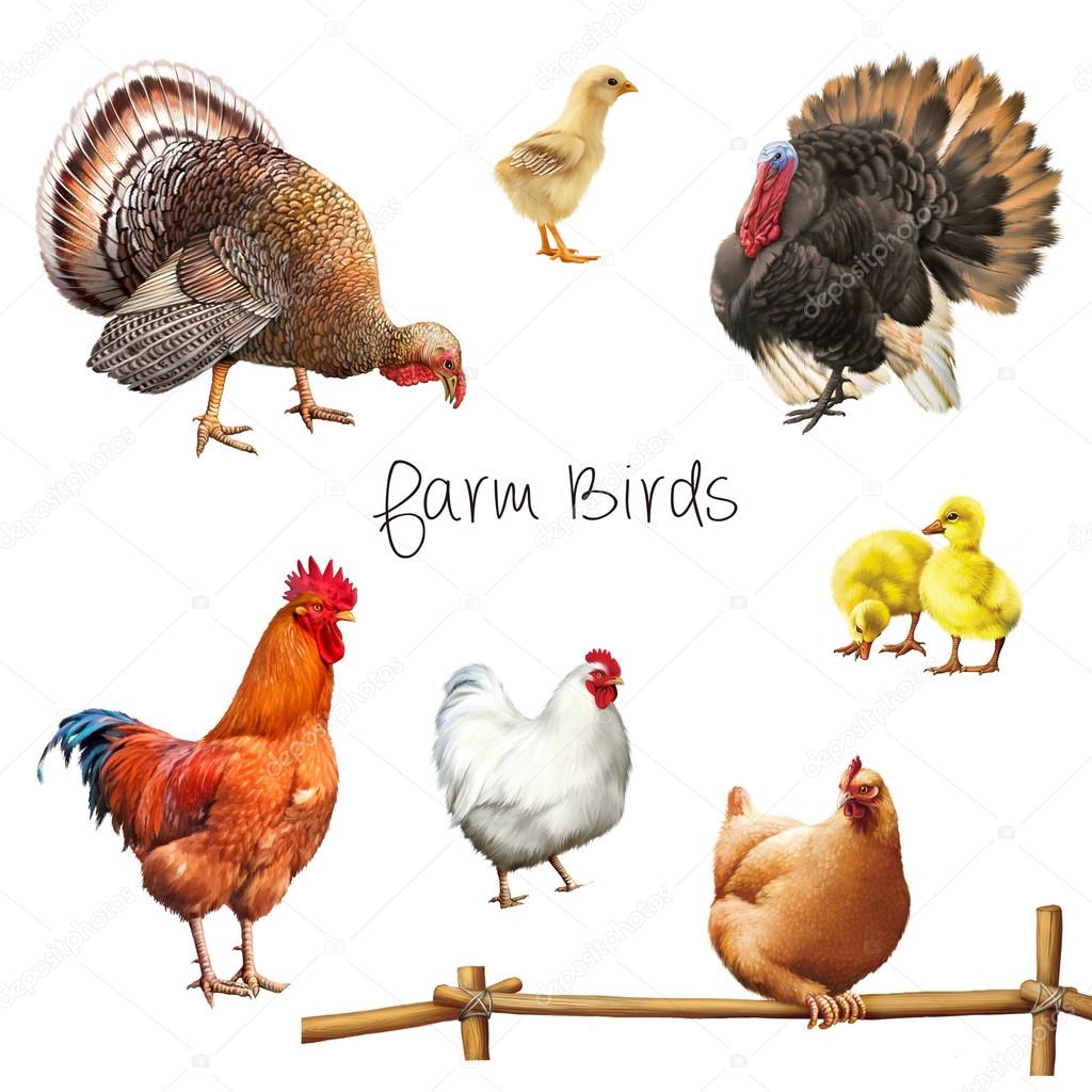 Colorful farm birds