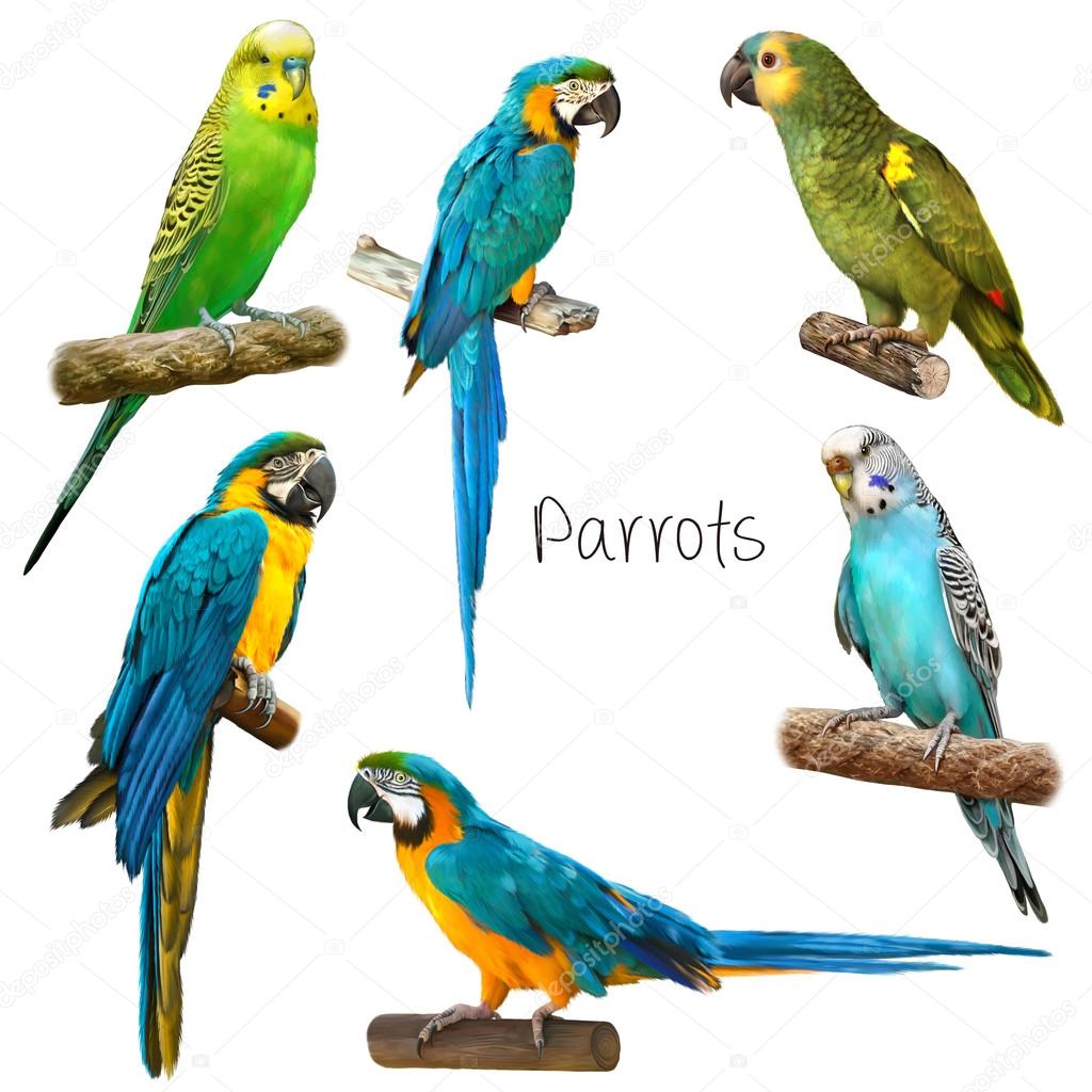 kinds of colorful parrots