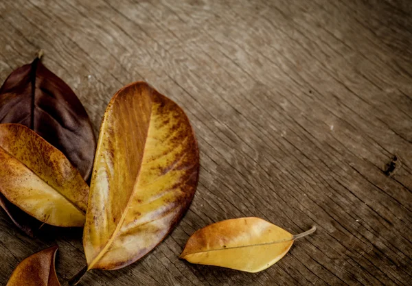 Autumn background with leaves — Stock Photo, Image