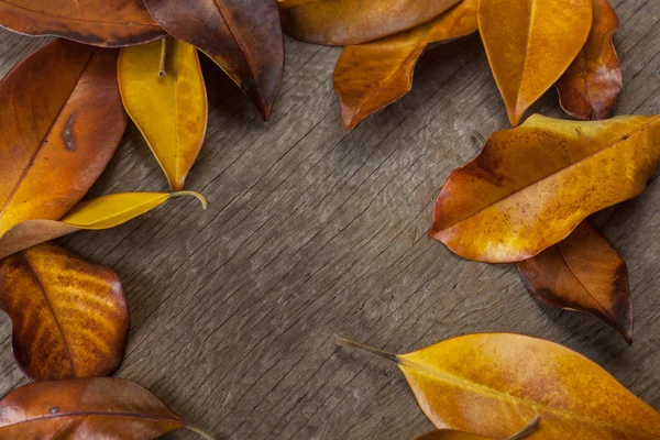 Fondo de otoño con hojas — Foto de Stock