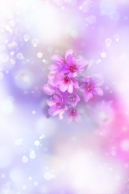 Pink purple flowers background