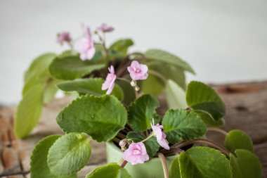 Menekşe ahşap tablo