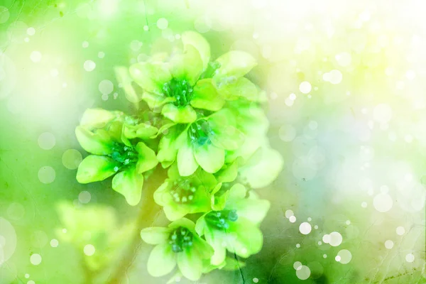 Grüne gelbe Blüten — Stockfoto