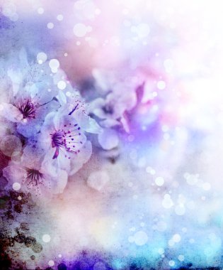 Çiçek açmış kiraz ağacı dalı.