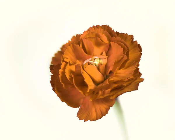 Flor de clavo de naranja rojo brillante macro fotografía. Flor aislada sobre fondo blanco —  Fotos de Stock