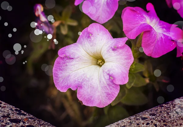 Schöne rosa Blüten — Stockfoto