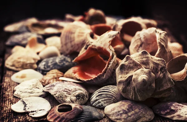 Shells on old wooden background — Stock Photo, Image