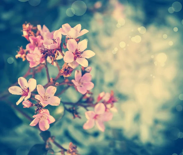 꽃에서 벚꽃 나무 가지. — 스톡 사진