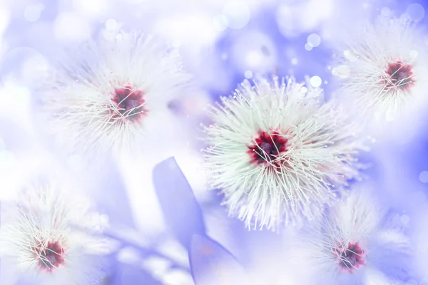 Kleine witte fuzzy bloemen — Stockfoto