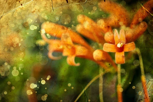 Orangefarbene Blüten im Sonnenschein — Stockfoto