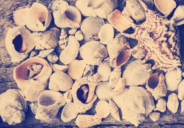 Coquilles sur vieux fond en bois — Photo