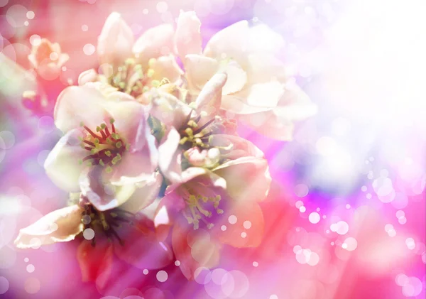 Fondo de primavera con flor de manzano — Foto de Stock