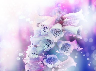 Beyaz ve pembe çan çiçekleri