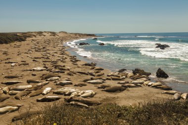 Sunny day with blue sky and pacific ocean water, elephant seals clipart