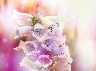 Beyaz ve pembe çan çiçekleri