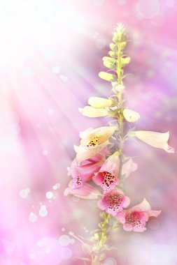 White and pink bell flowers clipart