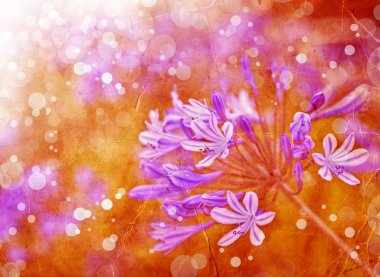 Güneş ışığı ile mavi çiçekler