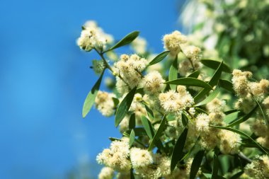 Güzel bahar çiçekleri