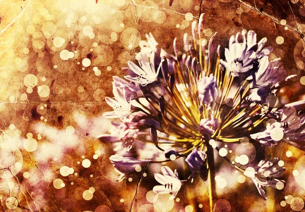 Afrika Lily çiçek — Stok fotoğraf
