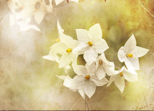 Kleine weiße Blüten — Stockfoto