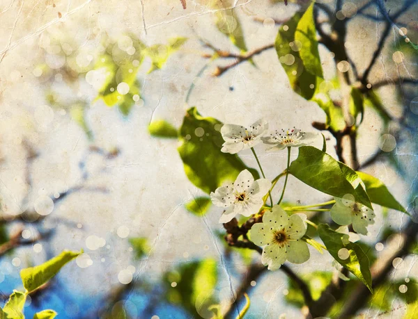 벚꽃피는 벚나무 가지. — 스톡 사진