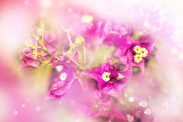 Piękny jasny kwiat — Zdjęcie stockowe