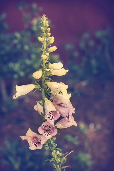 Flores campanas blancas y rosadas — Foto de Stock