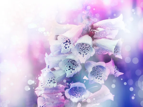 Beyaz ve pembe çan çiçekleri