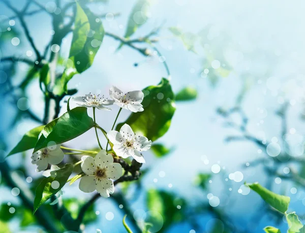 Kirschbaumzweig in voller Blüte. — Stockfoto