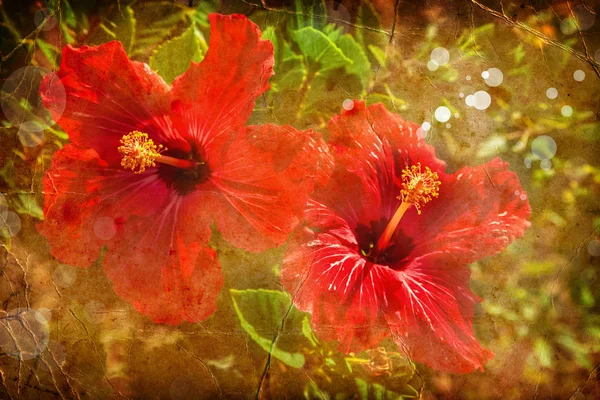 Red Hibiscus Flowers