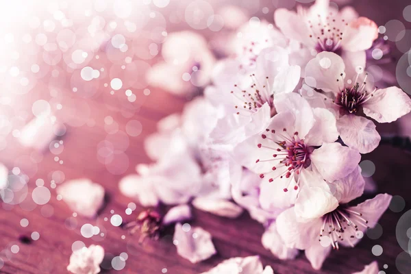 Ramo di ciliegio in fiore. — Foto Stock