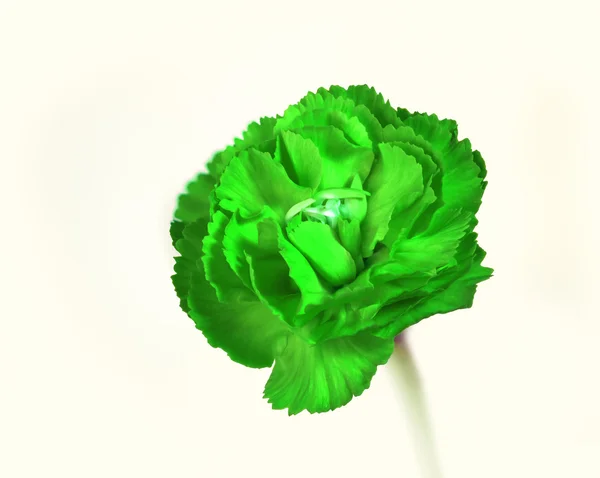 Brillante flor de clavo verde —  Fotos de Stock