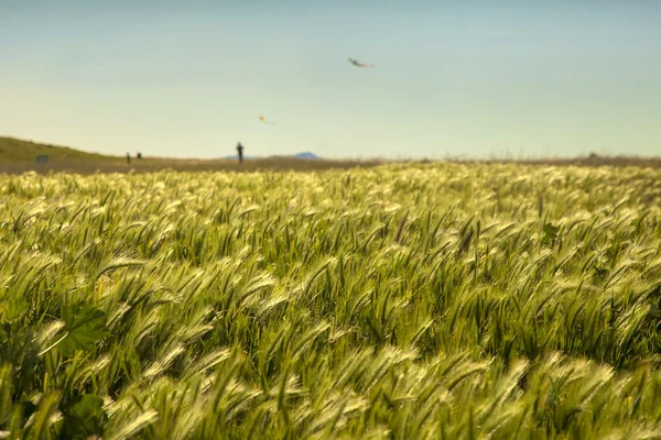 Groen grasveld en blauwe lucht — Stockfoto