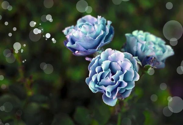 Schöne blaue Rosen — Stockfoto