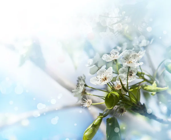 벚꽃피는 벚나무 가지. — 스톡 사진
