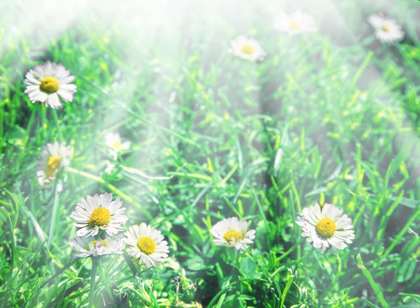 Champ de camomilles fleurs au soleil — Photo