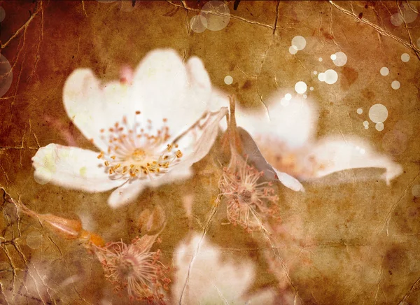 Fondo de primavera con flor de manzano — Foto de Stock