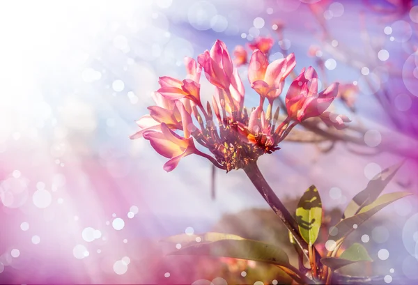 Pink plumeria flowers — Stock Photo, Image