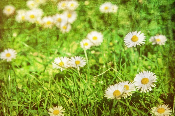 Campo de manzanillas flores a la luz del sol — Foto de Stock